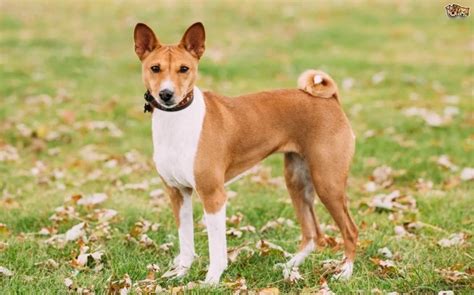 Basenji Dog Breed Temperament And Personality Energetic And Curious