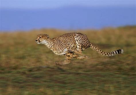 The Fastest Animals On The Planet Revealed