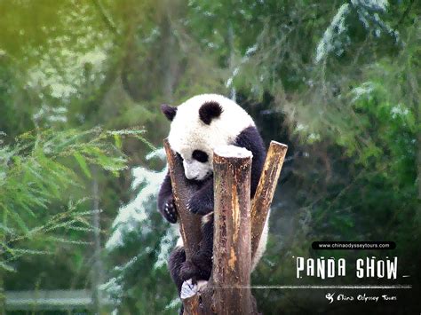 Download Animal Wallpaper Of Two Panda Bears In A Tree Bear By