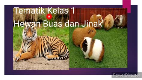 Tematik Kelas 1 Hewan Buas Dan Hewan Jinak Youtube