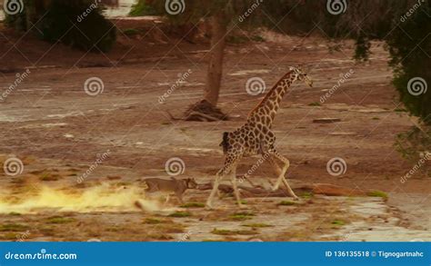 Lion Hunting A Giraffe In Etosha Wildlife Reserve In Namibia Stock