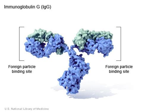 From Medium The Protein Folding Problem Sciencesprings