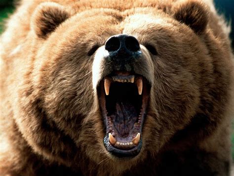 Brown Bear With Open Mouth
