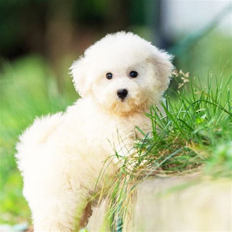 Cutest Dog Breeds