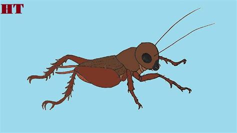 How To Draw A Field Cricket Step By Step Easy Animal Drawings