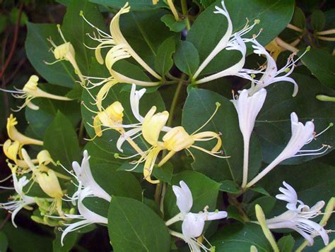 Honeysuckle Blossoms Free Stock Photo Public Domain Pictures