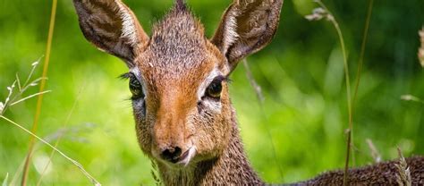 One Cute Antelope The Dik Dik Critter Science
