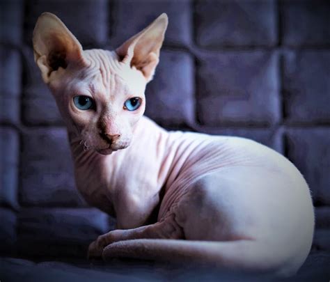 Don Sphynx History Breed Price Personality Diseases And Care
