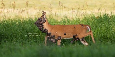 Deer Covered In Tumors Caught On Camera Big World Tale