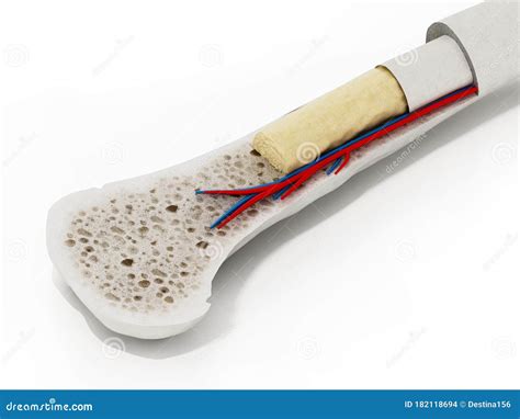 Cross Section Of A Human Bone Showing Bone Marrow Spongy Bone And