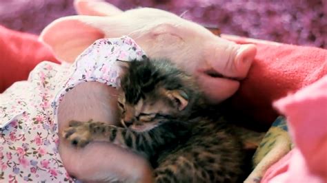 Adorably Tranquil Piglet And Kitten Cuddle In Sweet Display Of