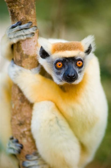 Golden Crowned Sifaka Propithecus Tattersalli A Medium Sized Lemur