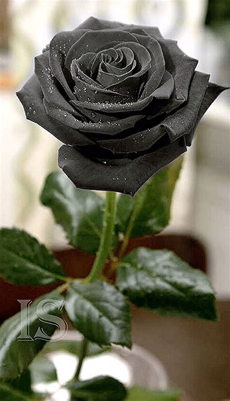Pin By Paulette M Quintana On Flowers In 2020 Black Rose Flower