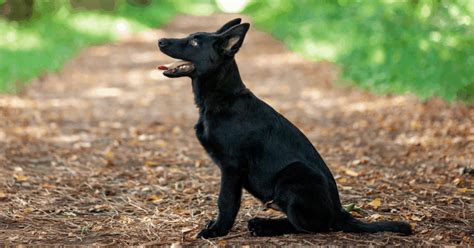 Are German Shepherd Puppies Born Black Facts And Myths The German