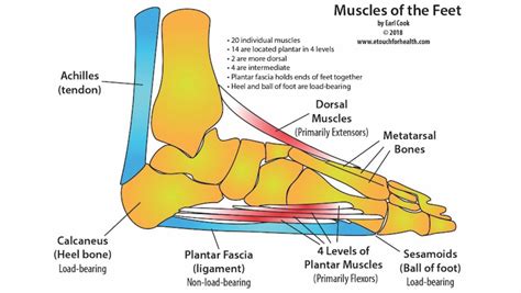 Diagram Organ Diagram Foot Pain Mydiagramonline