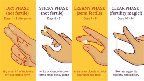 Is Yellow Cervical Mucus A Sign Of Pregnancy Pregnancywalls
