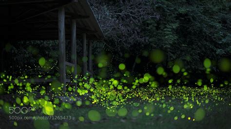 Long Exposure Fireflies Captured In The Taiwanese Forest Taiwan