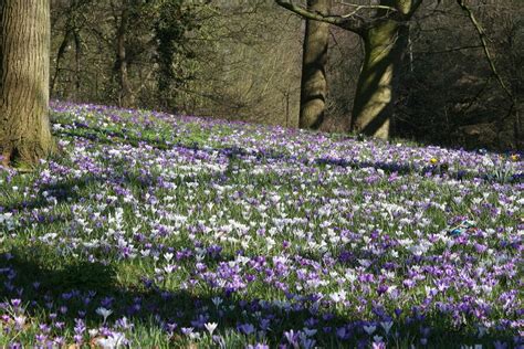 Crocus Field Free Photo Download Freeimages