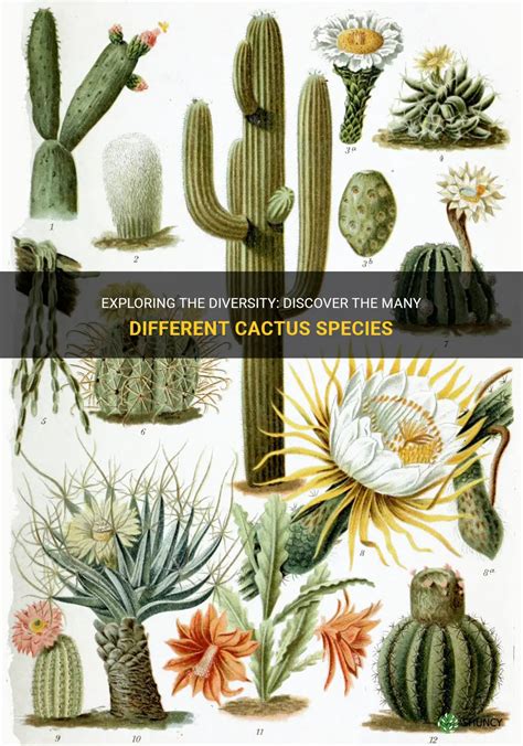 Exploring The Diversity Discover The Many Different Cactus Species