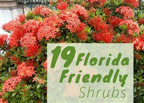 Grown for its evergreen foliage, leaves are narrowly oval and bronze in color maturing. The Best Shrubs to Grow in Florida | 19 Florida Friendly ...