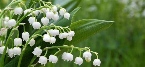 Lily Of The Valley Alchetron The Free Social Encyclopedia
