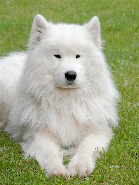 Typical Russian White Samoyed Dog Stock Image Image Of Sabaka