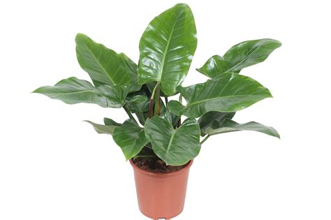 Philodendron Imperial Green 17 Casabotanica