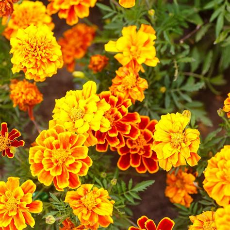 french marigold flower garden seeds bonanza series mix 1000 seeds annual flower