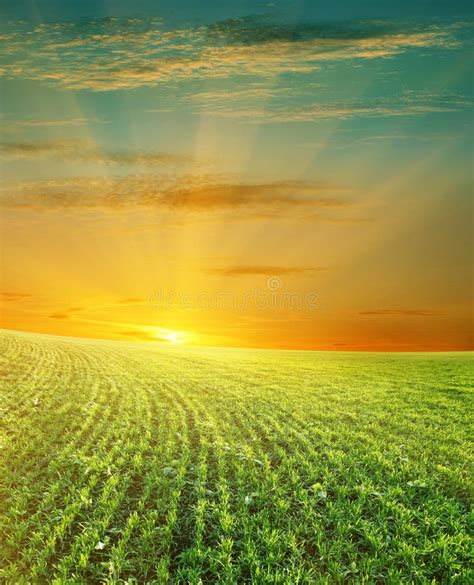 Green Field And Beautiful Sunset Stock Image Image Of Cloudy Grow