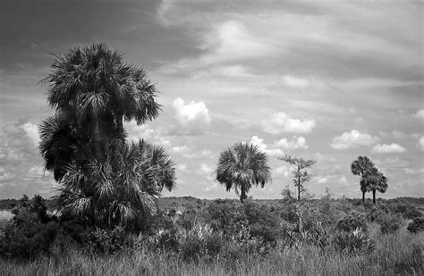 Big Cypress Palm Trees Photograph By Rudy Umans Fine Art America