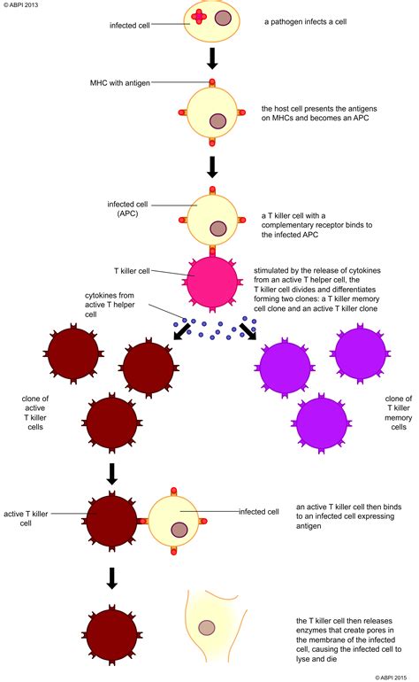 Specific Immune System Cell Mediated Response