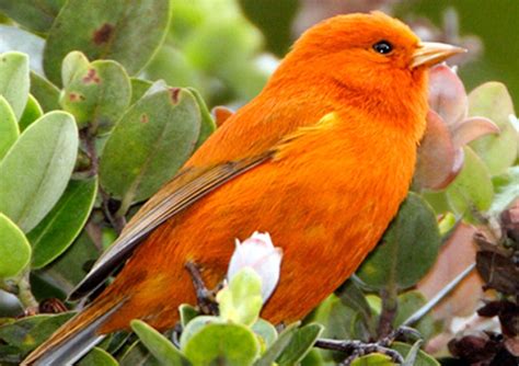 Rare Hawaiian Birds Possibly Rebounding From Immunity To