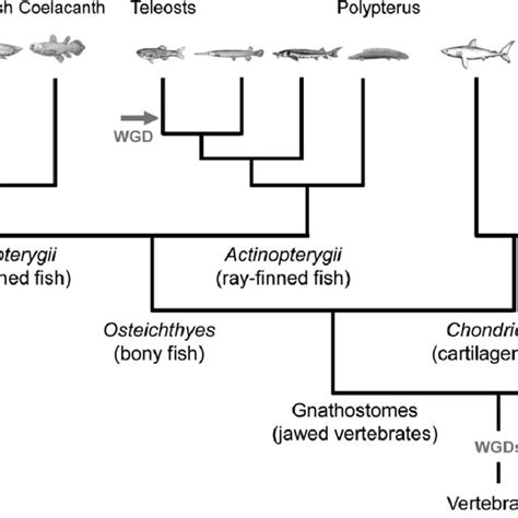 Phylogenetic Tree Of Vertebrates A Simplified Phylogenetic Tree