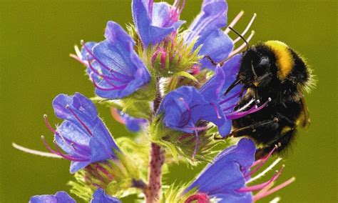 Use these 22 proven flowers to attract bees to your pollinator garden in your backyard. Be good to the bees: Stocking up on nectar-rich plants ...