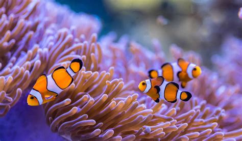 Sea Anemones Flowers Of The Ocean Aquaviews Leisure Pro