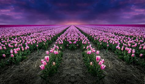 Pink Tulip Field At Sunset Ultra Flower Field Ultra Hd Wallpaper Pxfuel