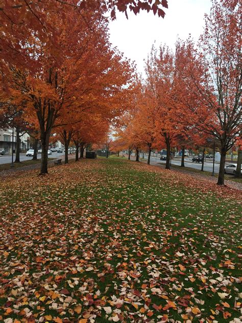 Fall O Fall At Portland Oregon Learn With Kayal