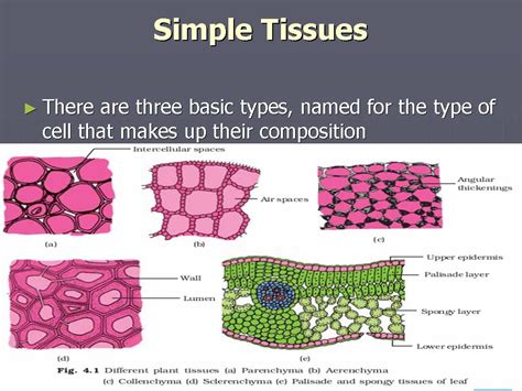 Simple Tissues Types Parenchyma Collenchyma