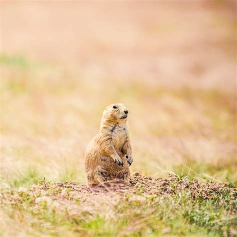 Prairie Dog Michiganphotography