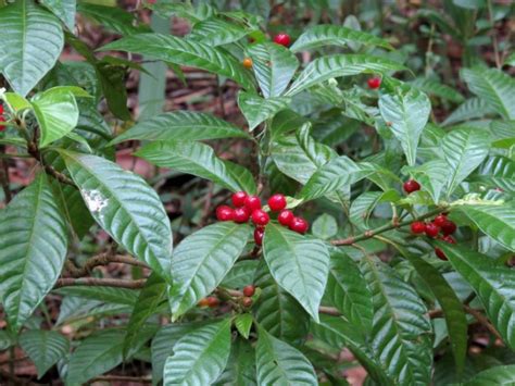 Floridas Wild Coffee Plant Offbeet