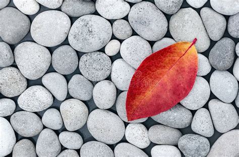 Zen Stones Background With Red Fallen Leaf Autumn Nature Meditation