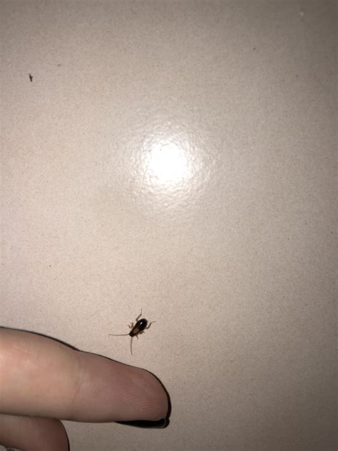 What Bug Is This Found In A Bathroom In La Ca This Appears To Be A Youngly I Have Seen
