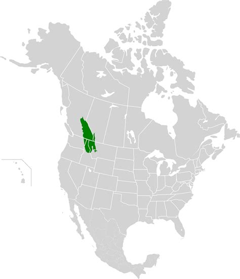 Северные леса центральных Скалистых гор это Что такое Северные