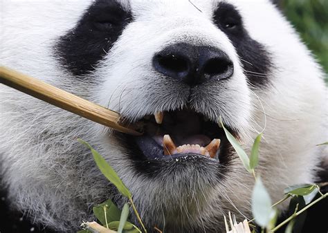 Scientists Seek Biofuel Clues In Panda Poo