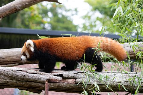 Photos Zoos Red Panda Cubs Are Getting Cuter By The Day Seattle Refined