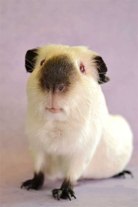Food And Diet Of The Himalayan Guinea Pig My Blog