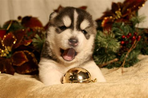 Christmas Siberian Husky Puppy 2 By Sub18lime On Deviantart