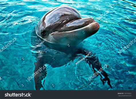 Funny Dolphin Swimming Smiling Closeup Bright Foto De Stock 120732022