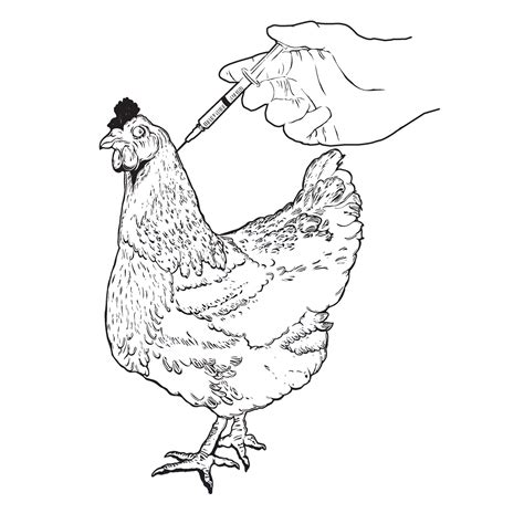 chicken hand drawn illustration cock hen rooster fowl poultry vaccination chicken vector