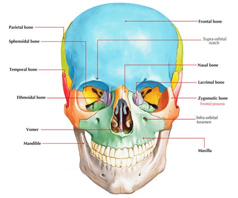 Frontal Process Of Zygomatic Bone Earths Lab